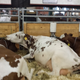 Illustration for article titled Cows at the Fair - Im Famous and Exhausted